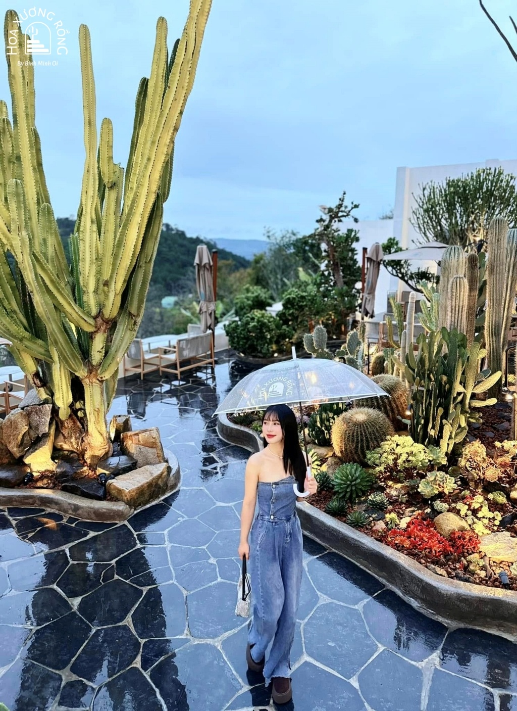 Vườn xương rồng với nhiều loại cây đa dạng, từ cao vút đến nhỏ nhắn, cung cấp nhiều góc chụp sáng tạo tại quán Hoa Xương Rồng