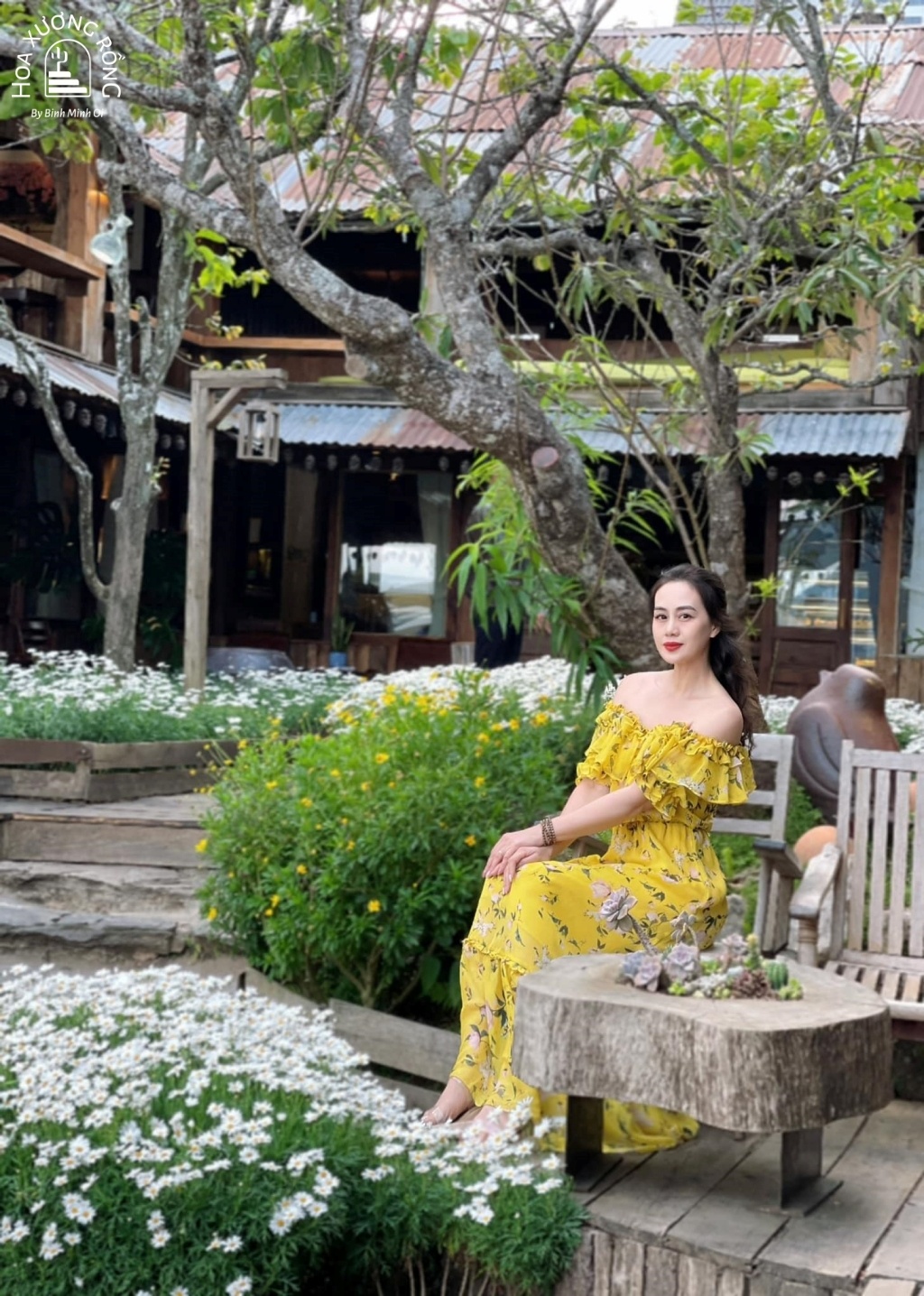 Vườn cúc họa mi ở Tiệm cà phê Bình Minh Ơi nở rực rỡ trắng tinh khôi