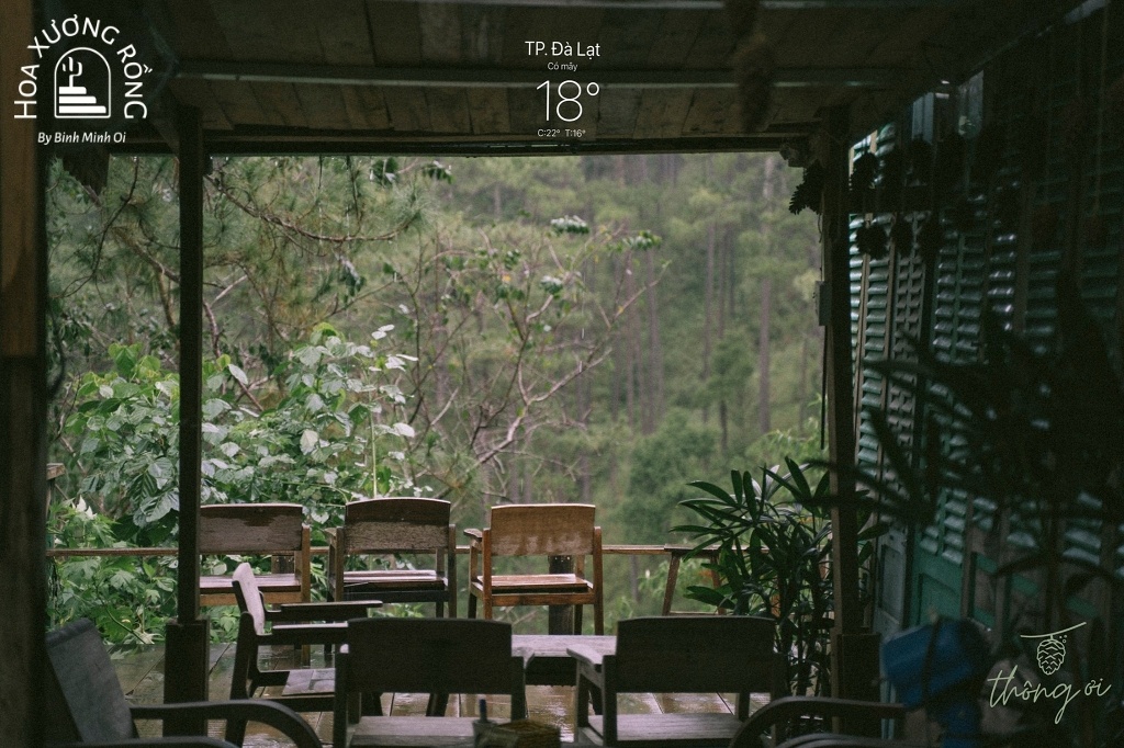 Thông ơi có view bao quát bạt ngàn rừng thông xanh mướt